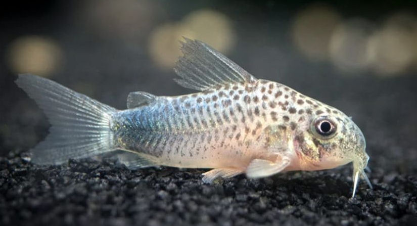 Corydoras