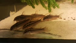 gracilis