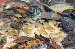00-0-Copr_2026-Aquarium-Dietzenbacht.jpg