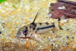 00-0-Copr_2017-Planet_Catfisht.jpg