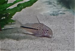 coppenamensis