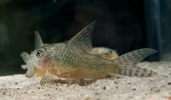gryphus