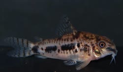 habrosus