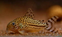 knaackii