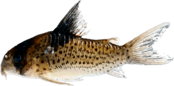melanistius