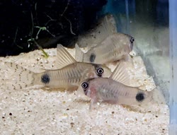ortegai