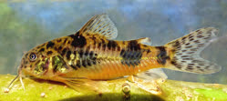 osvaldoi