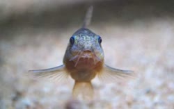 paleatus