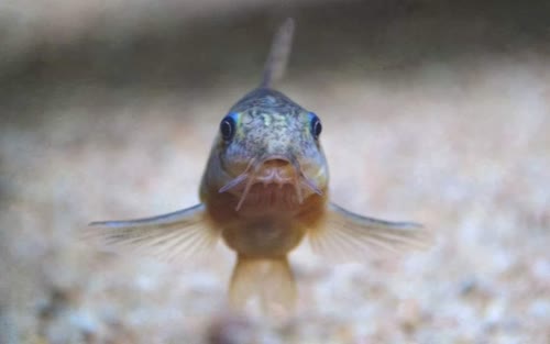paleatus