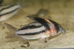 parallelum