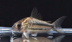 pavanelliae