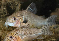 punctatum