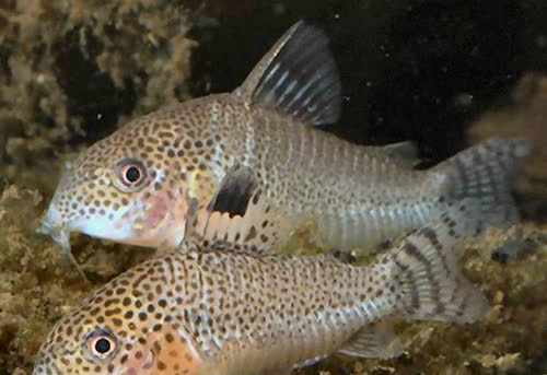 punctatum