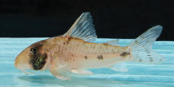 00-0-Copr_2020-Fernando_Dagosta-Paratype_MZUSP_115781-28mmt.jpg