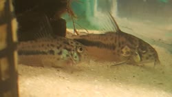 sipaliwini