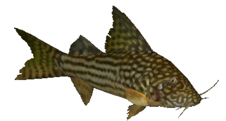 Corydoradinae
