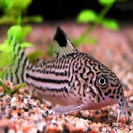 trilineatus