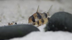 tukano