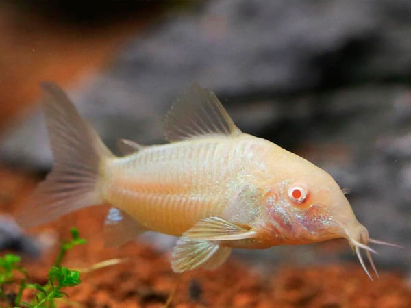 albino