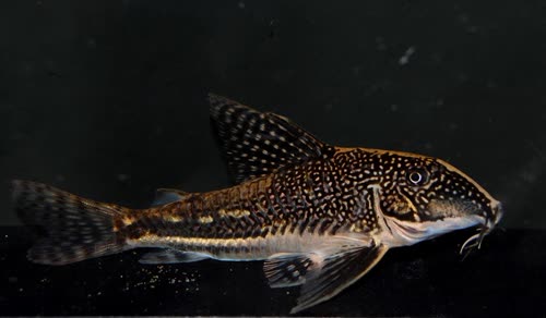Scleromystax