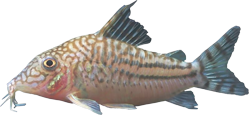 00-0-Copr_2019-CP_Aqua_Studiot.png