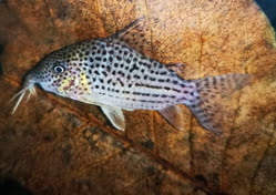00-0-Copr_2025-Zierfisch_Zentrum_Austriat.jpg