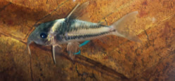 00-0-Copr_2025-Zierfisch_Zentrum_Austriat.jpg