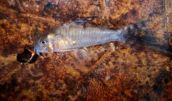 00-0-Copr_2025-Aierfisch_Zentrum_Austriat.jpg
