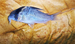 00-0-Copr_2025-Zierfisch_Zentrum_Aquafisht.jpg