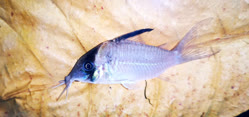 00-0-Copr_2025-Zierfisch_Zentrum_Austriat.jpg