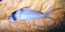 00-0-Copr_2025-Zierfisch_Zentrum_Austriat.jpg