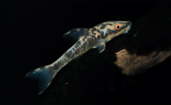 Nannoptopoma
