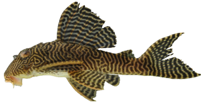 Loricariidae