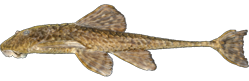 Harttia