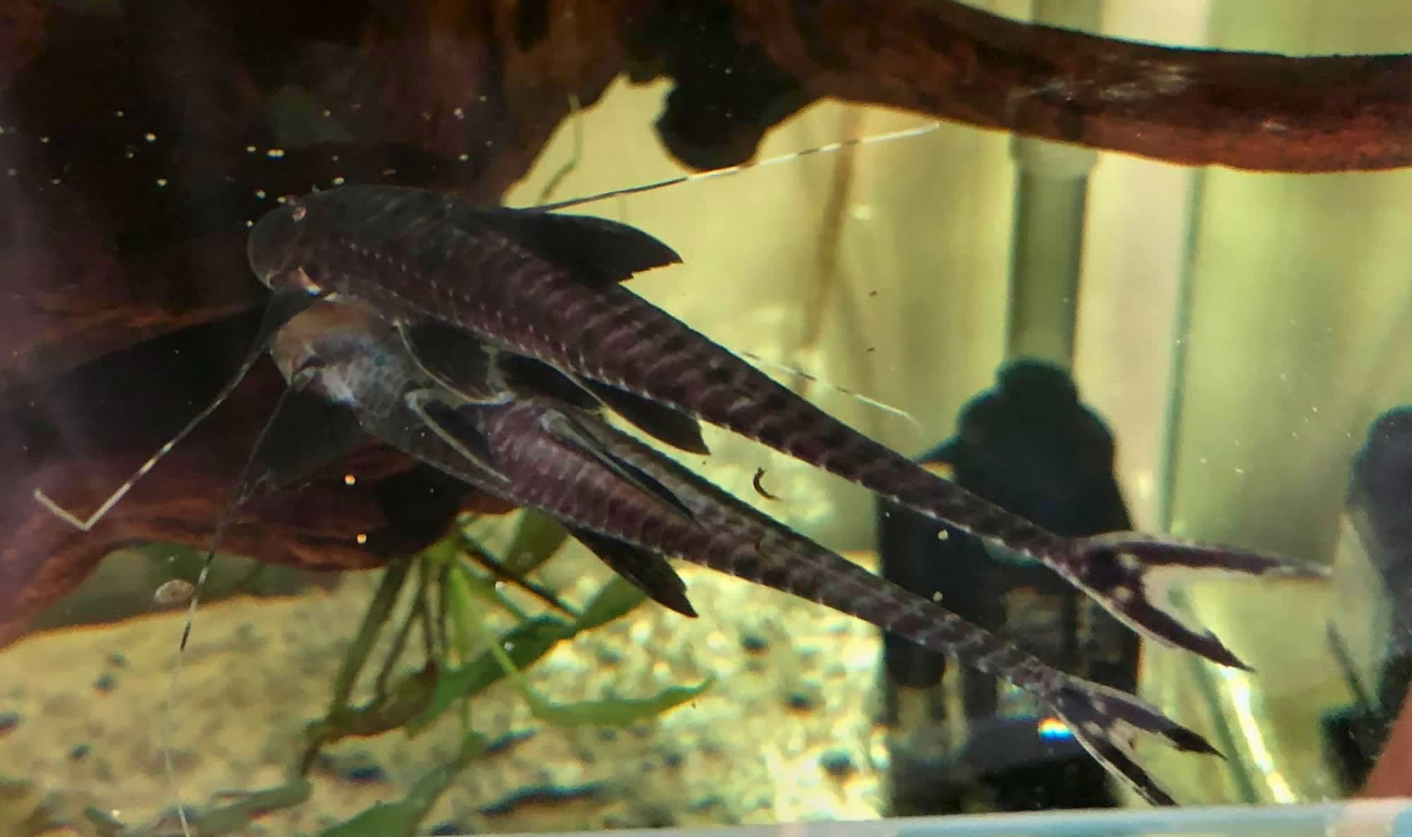 Paraloricaria agastor