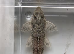 Jacareacanga