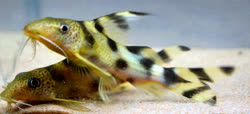 Mochokidae