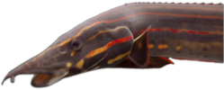 Mastacembelidae