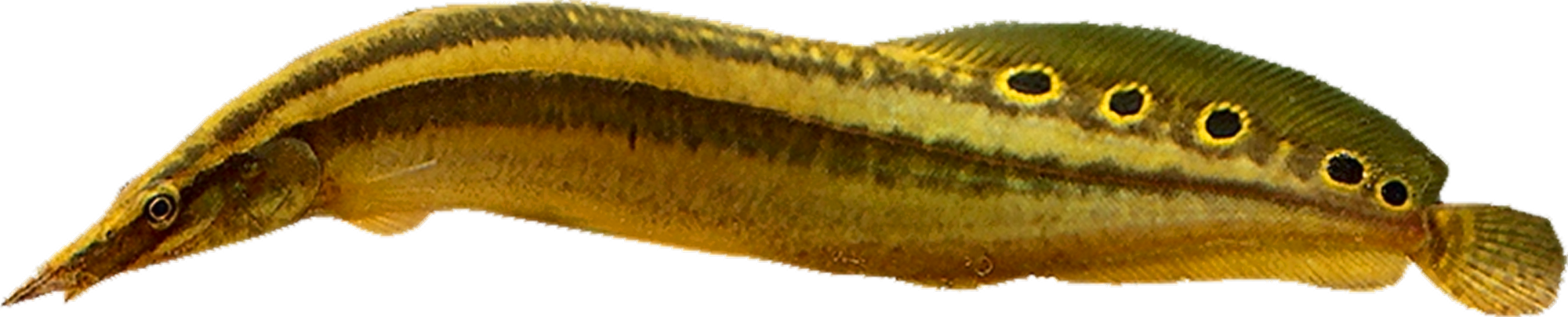 Mastacembelus