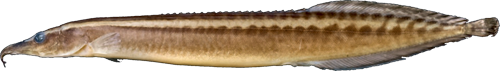 lineatomaculatus