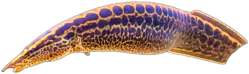 pantherinus