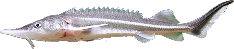 Acipenseridae