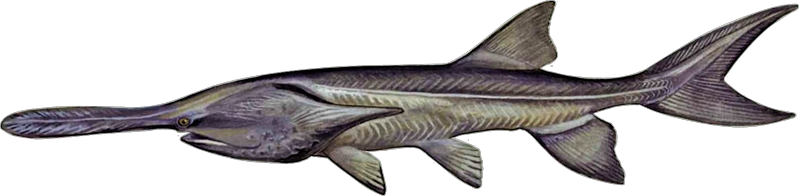 Polyodontidae