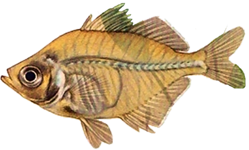 Ambassidae