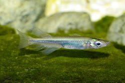 sarasinorum