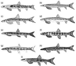 Historical-drawings-of-the-nine-Parakneria-species-reported-from-the-Congo-Basin-a-P_W640t.jpg