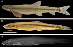 Lateral-view-of-the-holotype-of-Parakneria-alytogrammus-sp-nov-RMCA-2017-008-P-0009_W640t.jpg