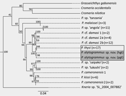 Maximum-Likelihood-phylogenetic-tree-69-specimens-based-on-partial-cytochrome-oxidaset.png