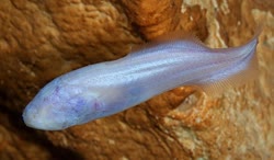 Dinematichthyidae
