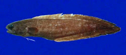 Pseudoliparis amblystomopsis